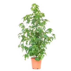 GROW by OBI Ameriški ambrovec lonec pribl. 10 l Liquidambar Styraciflua