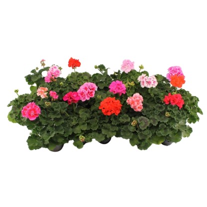 Pokončna pelargonija, Ø lončka pribl. 10,5 cm, Pelargonium zonale