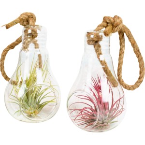 Aranžma tilancije v keramičnem lončku s Ø pribl. 12 cm