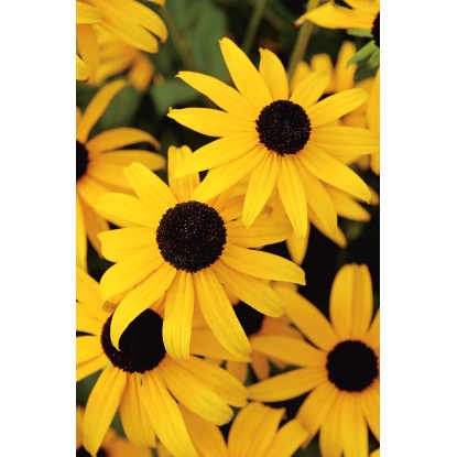 OBI Svetleča rudbekija rumena Ø lonca pribl. 9 cm x 9 cm Rudbeckia