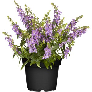 GROW by OBI Angelonija Ø lončka pribl. 15 cm Angelonia angustifolia