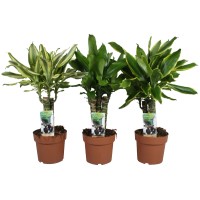 GROW by OBI Dišeči zmajevec več vrst višina pribl. 55-75 cm Ø lončka 17 cm