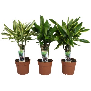 GROW by OBI Dišeči zmajevec več vrst višina pribl. 55-75 cm Ø lončka 17 cm