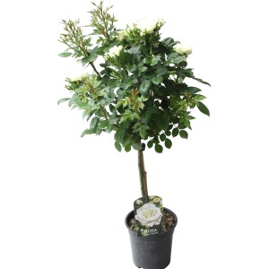 Stebelna vrtnica bela višina pribl. 70-80 cm lonček pribl. 2 l