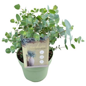 Evkaliptus "Silver Dollar" zelen 60 cm Eucalyptus cinerea