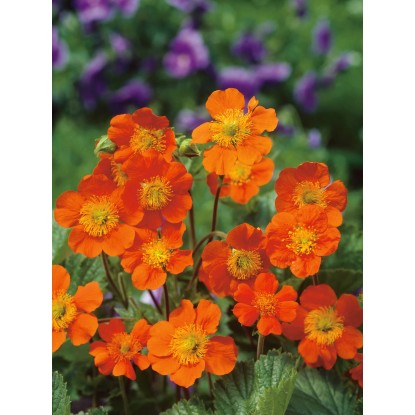OBI Sretena oranžna Ø lončka pribl. 13 cm Geum