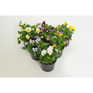 PCZ Varaždinski Cvijet Mačeha mini Ø lončka 9 cm