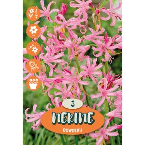 Vrtni amarilis "Nerine bowdenii" rožnata