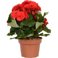 GROW by OBI Begonija Rdeča Višina pribl. 28 - 34 cm Ø lončka pribl. 13 cm
