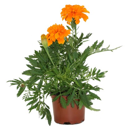 Nizka žametnica Ø lončka pribl. 9 cm Tagetes patula