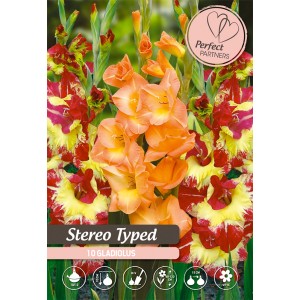Gladiole "Stereo Typed" Mešanica