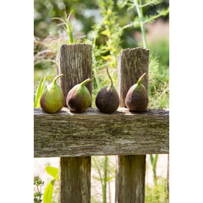 OBI Prava figa višina pribl. 50–60 cm lonec pribl. 10 l Ficus carica
