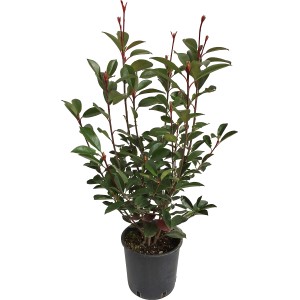 OBI Fotinija "Red Robin" višina pribl. 40–50 cm lonec pribl. 5 l Photinia