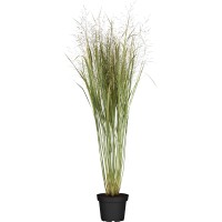 Rutenhirse Panicum virgatum Northwind T19