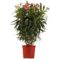 GROW by OBI Oleander rdeč Ø lonca pribl. 17 cm Nerium