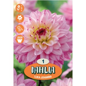 Dalije "Luka Johanna" rožnato-vijolične