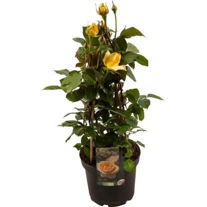 Dišeče vrtnice Ø lončka pribl. 23 cm