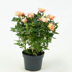 Sobna vrtnica višina pribl. 25-30 cm lonec Ø pribl. 10,5 cm Rosa Hybride