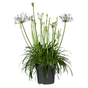 Agapanthus Hybride višina cca. 60 - 80 cm Ø lonca cca. 24 cm