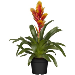 GROW by OBI Vriezeja "Intenso Orange" Ø lonca pribl. 12 cm