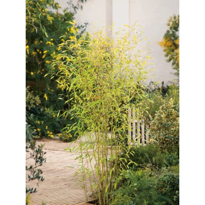 OBI Zlazi bambus Ø lonca pribl. 26 cm Phyllostachys