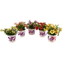 Viseča petunija Peppy Ø lonca pribl. 12 cm Petunia