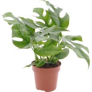 GROW by OBI Monstera višina pribl. 25 - 35 cm Ø lončka pribl. 12 cm