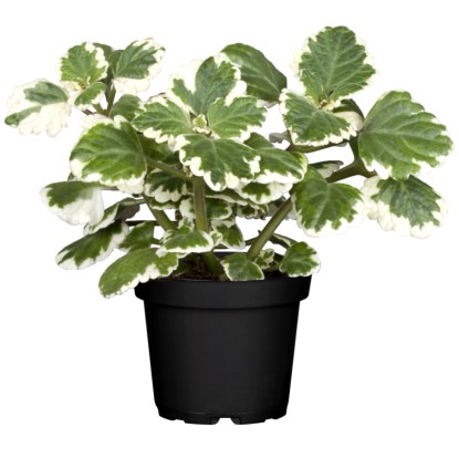Švedski bršljan, Ø lončka pribl. 11 cm, Plectranthus
