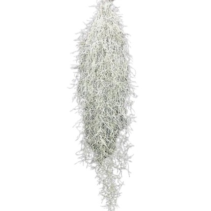 Španski lišaj Dolžina pribl. 50 cm Tillandsia usneoides