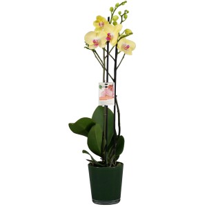 GROW by OBI Metuljasta orhideja rumena pribl. 60-70 cm Phalaenopsis