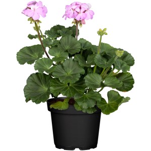 Pokončna pelargonija, Ø lončka pribl. 10,5 cm, Pelargonium zonale