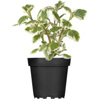 Švedski bršljan, Ø lončka pribl. 11 cm, Plectranthus