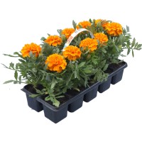Žametnica različne sorte višina pribl. 10-15 cm 10 kosov Tagetes patula