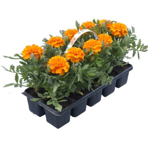 Žametnica različne sorte višina pribl. 10-15 cm 10 kosov Tagetes patula