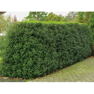 OBI Japonske trdoleske različnih sort višina pribl. 30–40 cm lonec pribl. 5 l