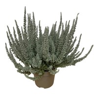 Jesenska vresa "Fluffy" višina pribl. 10-15 cm Ø lončka 10,5 cm Calluna vulgaris