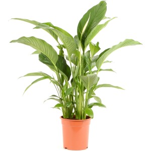 GROW by OBI Spatifil "Sweet Lauretta višina 80-90 cm Ø lončka pribl. 21 cm