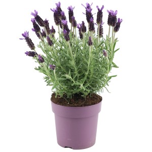 OBI Sivka Anouk Ø lončka pribl. 15 cm Lavandula stoechas