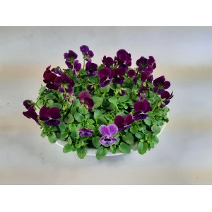 Rogata vijolica v posodi iz cinka več barv Ø lončka približno 29 cm Viola