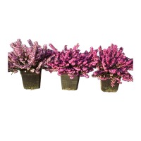 Angleška resa različne barve Ø lončka pribl. 12 cm Erica