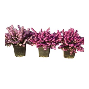 Angleška resa različne barve Ø lončka pribl. 12 cm Erica