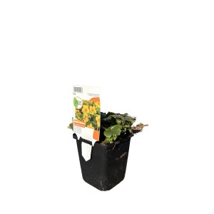 OBI Valdštajnija rumena Ø lonca pribl. 9 cm x 9 cm Waldsteinia