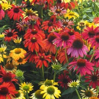 Echinacea ali ameriški slamnik v lončku Ø 12 cm
