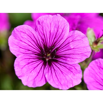 OBI Krvavordeča krvomočnica rdeča Ø lonca pribl. 9 cm x 9 cm Geranium