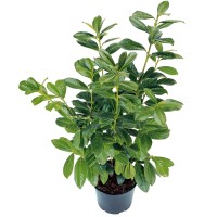 Lovorikovec višina ca. 50 - 60 cm lonec ca. 2 l Prunus laurocerasus