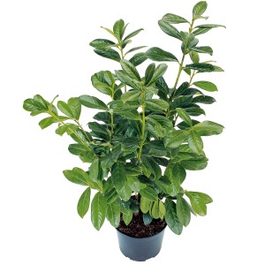 Lovorikovec višina ca. 50 - 60 cm lonec ca. 2 l Prunus laurocerasus