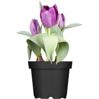 GROW by OBI Mešanica tulipanov Ø lončka pribl. 12 cm Tulipa Hybriden