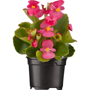 Vednocvetoča begonija Ø lončka pribl. 9 cm Begonia semperflorens