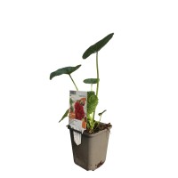 OBI Vrtni rožlin "Pleniflora" rožnata Ø lonca pribl. 9 cm x 9 cm Alcea