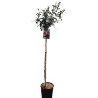Stebelna vrtnica višina pribl. 90 - 100 cm lonec 7 l različne sorte
